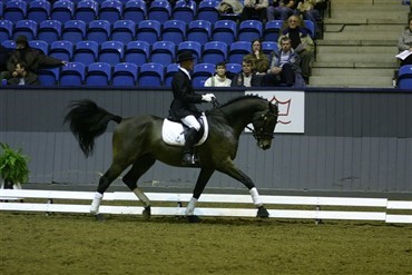Andrew McLean tr&aelig;ner k&aring;ret DV-hingst