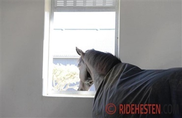 Ny viden til heste med astma