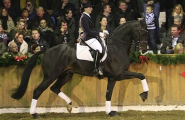 Danske hingste til show i Tyskland