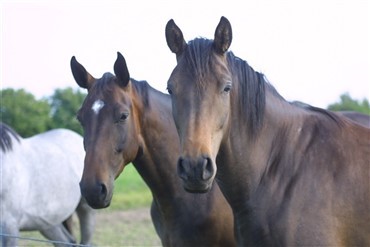 Hesteinfluenza bek&aelig;mpet i Australien