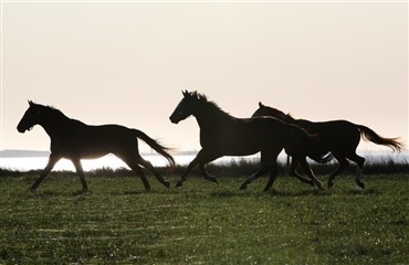Kurser og r&aring;dgivning til hesteejere 