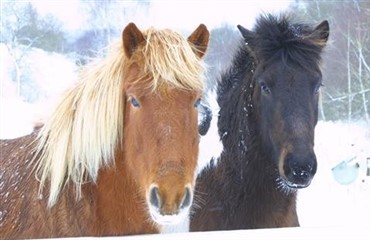 Husk l&oslash;sdriftshestene i frostvejret