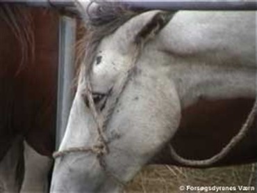 Dyretransport overv&aring;ges fra rummet