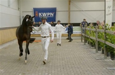 Forel&oslash;bigt 48 dressurhingste udtaget