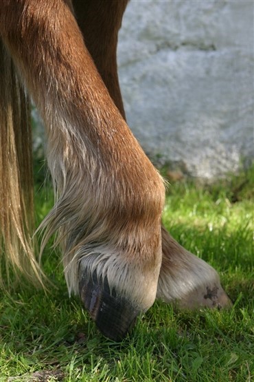 Svensk forsker barsler med halthedsm&aring;ler