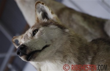 Tysk f&oslash;l dr&aelig;bt af ulv