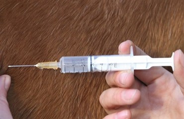 S&aring;dan skal din st&aelig;vnehest vaccineres