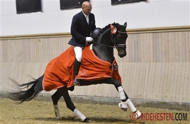 Der udtages auktionsheste til Herning