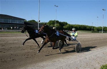 Bliv hesteejer for 500 kr.