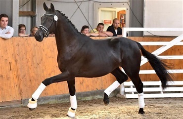 Trakehnerhingstek&aring;ring med tre danske hingste