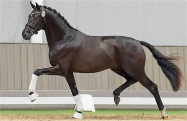 So Perfect-s&oslash;n Westfalens fl&oslash;j