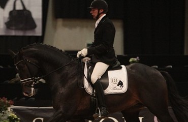 Hingstene slog til i championatet