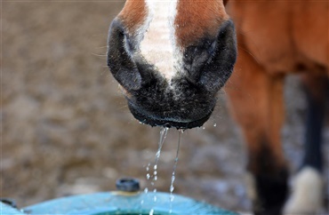 Diskutere Ledsager beruset Otte tips til at holde hestens vand frostfrit - Ridehesten.com