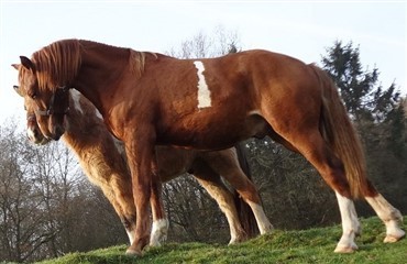 Heste med sjove aftegninger