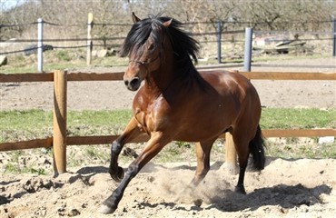 Video af hermafrodit-hest