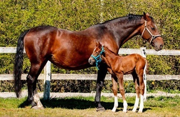 S&aring;dan lokker man manden med p&aring; idéen om f&oslash;l