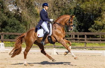 Sergios succes med DV-heste forts&aelig;tter