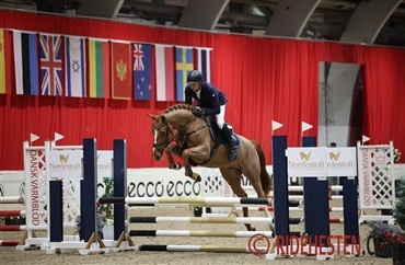 Otte 4-&aring;rs springhingste klar til afpr&oslash;vning