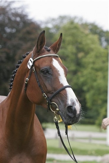 Mercedes Z placeret i World Cup