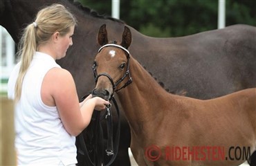 Lawsonia dr&aelig;bte dr&oslash;mmef&oslash;llet