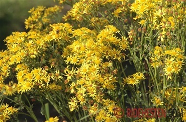 Dyrkningsforbud kan medvirke til flere giftige planter