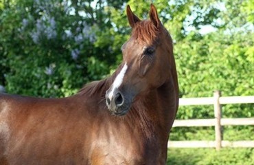 Mange finder hesten p&aring; Ridehesten.com