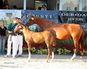 Avlsklasser ved Dressage at Devon