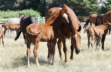 Nedsat frugtbarhed hos hopper