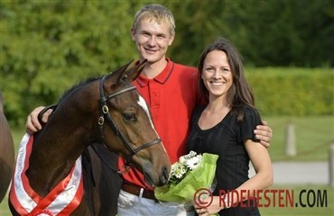 &Aring;rets Hingstef&oslash;l k&oslash;bt p&aring; Ridehesten.com