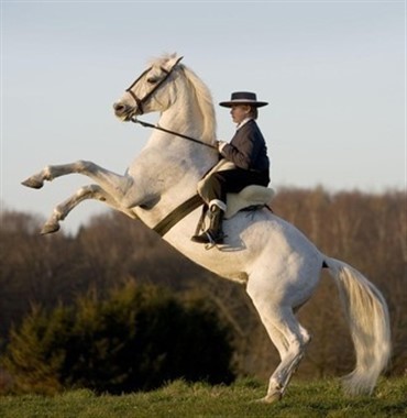 Kongelig Ridekunst – Hesten i krig og k&aelig;rlighed 