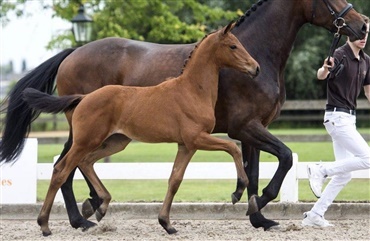 Hollandsk f&oslash;lauktion i Ermelo