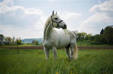 26-&aring;rige Kermo’s White Talisman er d&oslash;d