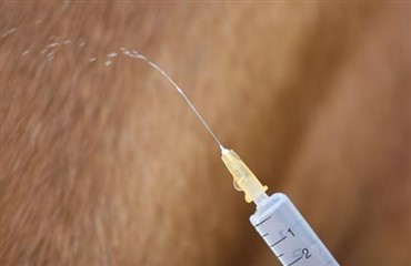 Sikrere narkose for heste