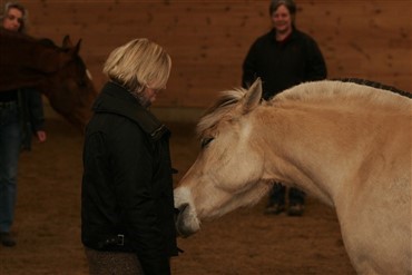 Heste guider mennesker i Bella Center