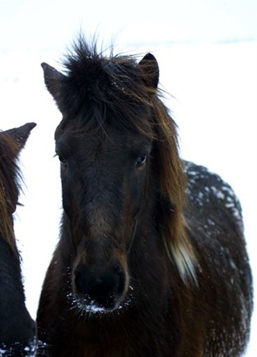15 islandske heste d&oslash;de af smitsom sygdom