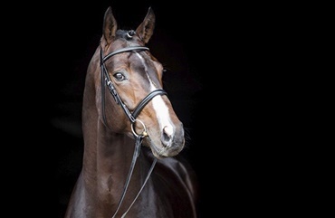Fürstenhof flytter til Danmark