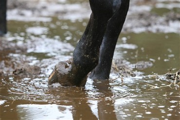 Hest fanget i kviksand i timevis