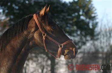 Hestehandler fortsatte forretning p&aring; trods af dom