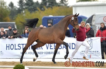Hingstek&aring;ringerne er over os
