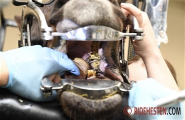 Opdag hestens tandproblemer i rette tid