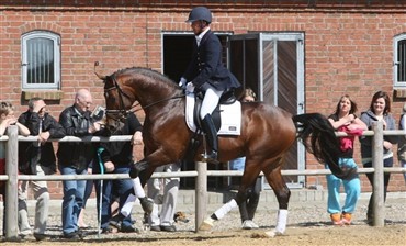 Nye hingste til Joachim