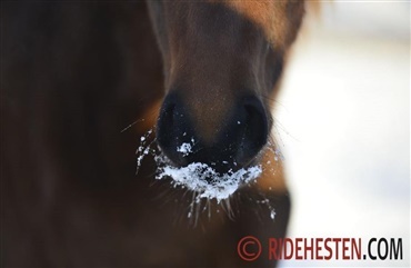 Forbered hesten til vinteren: 5 gode r&aring;d 