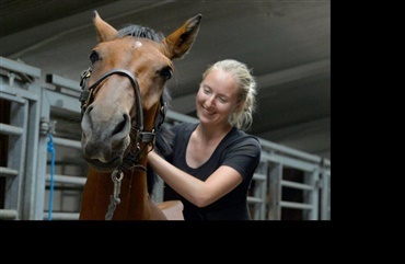 Hesteterapeut: ”Sp&aelig;ndinger fra trensen eller grimens nakkerem kan g&aring; i hele kroppen”