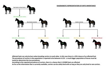 World Breeding Federation for Sport Horses: WFFS