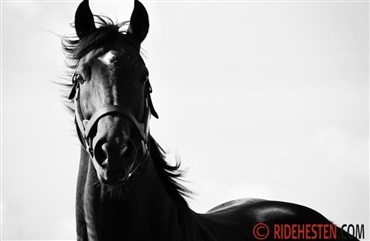 5 gode grunde til at s&aelig;lge hest p&aring; Ridehesten.com 