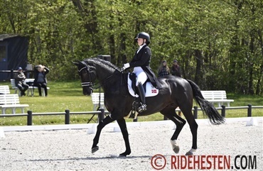 Aalborg Dressage Event starter i dag