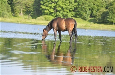 Hesten har brug for frisk og rent vand