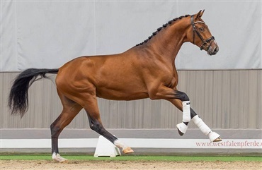 Westfalerhingstek&aring;ring fra s&oslash;ndag
