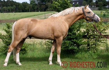 Dansk ponyhingst pr&aelig;mieret i Vechta