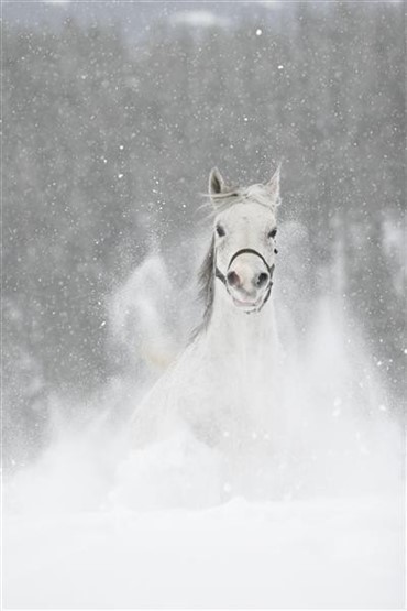 Beruset rytter i snestorm